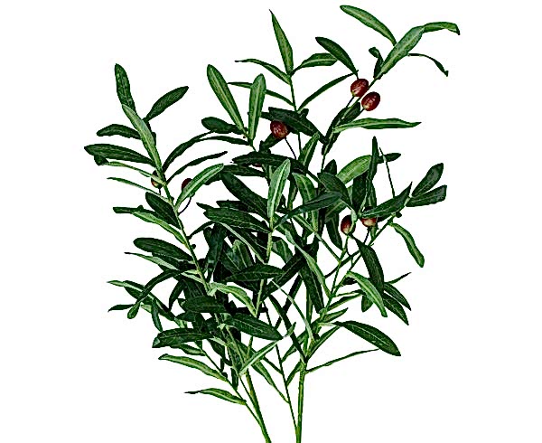 Artificial Flowers | Olive Branch Stem | Coastal | Boho | Home Decor