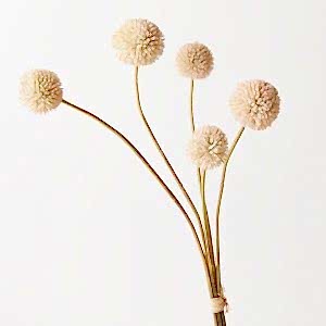 Artificial Flowers | Billy Button Bundle - 48cmL Natural | Native Plants - Image 4